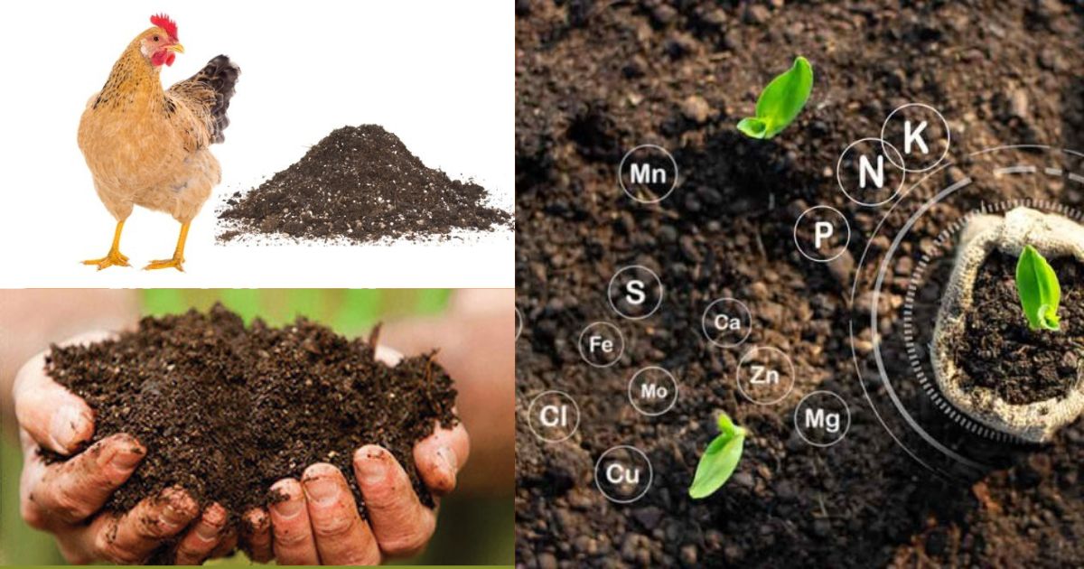 Lợi ích sử dụng phân gà xử lý khi canh tác