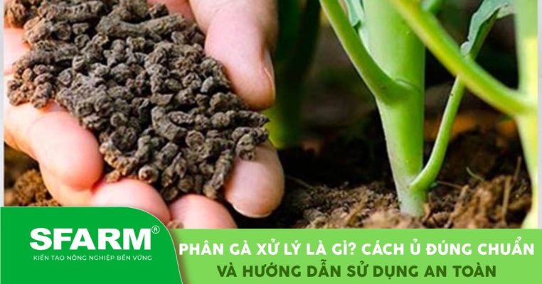 Phân gà xử lý là gì? Cách ủ đúng chuẩn và hướng dẫn sử dụng