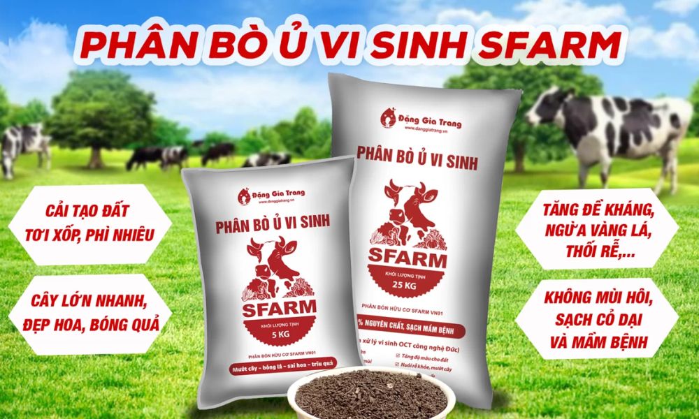phân bò ủ vi sinh SFARM
