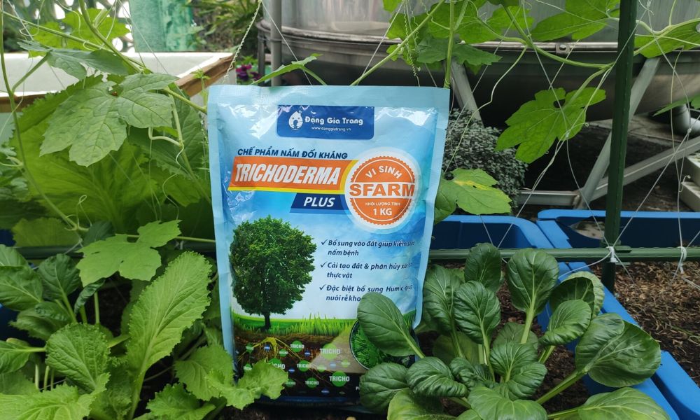 Kết hợp với Trichoderma xanh dương SFARM