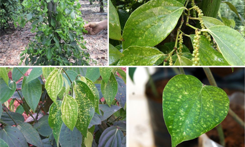 Bệnh cây hồ tiêu