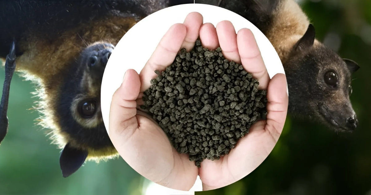 Phân dơi có giá trị dinh dưỡng cao nhất hiện nay