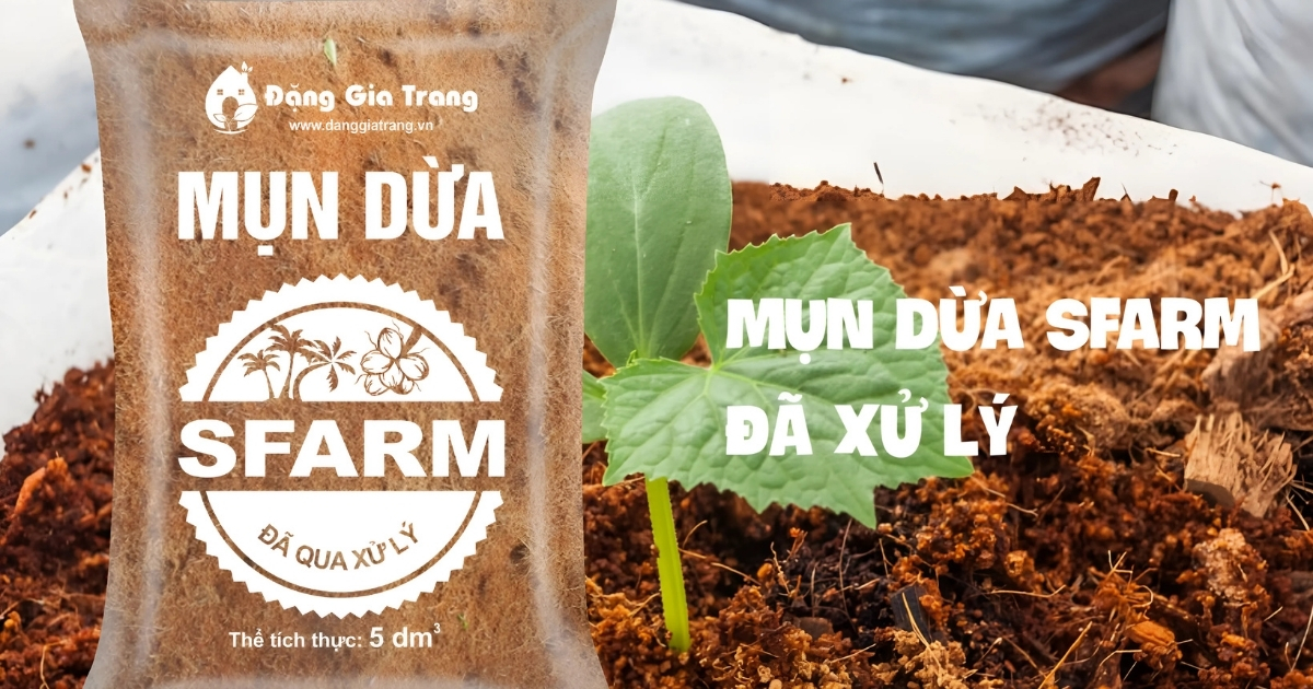 Sử dụng mụn dừa để đất tơi xốp
