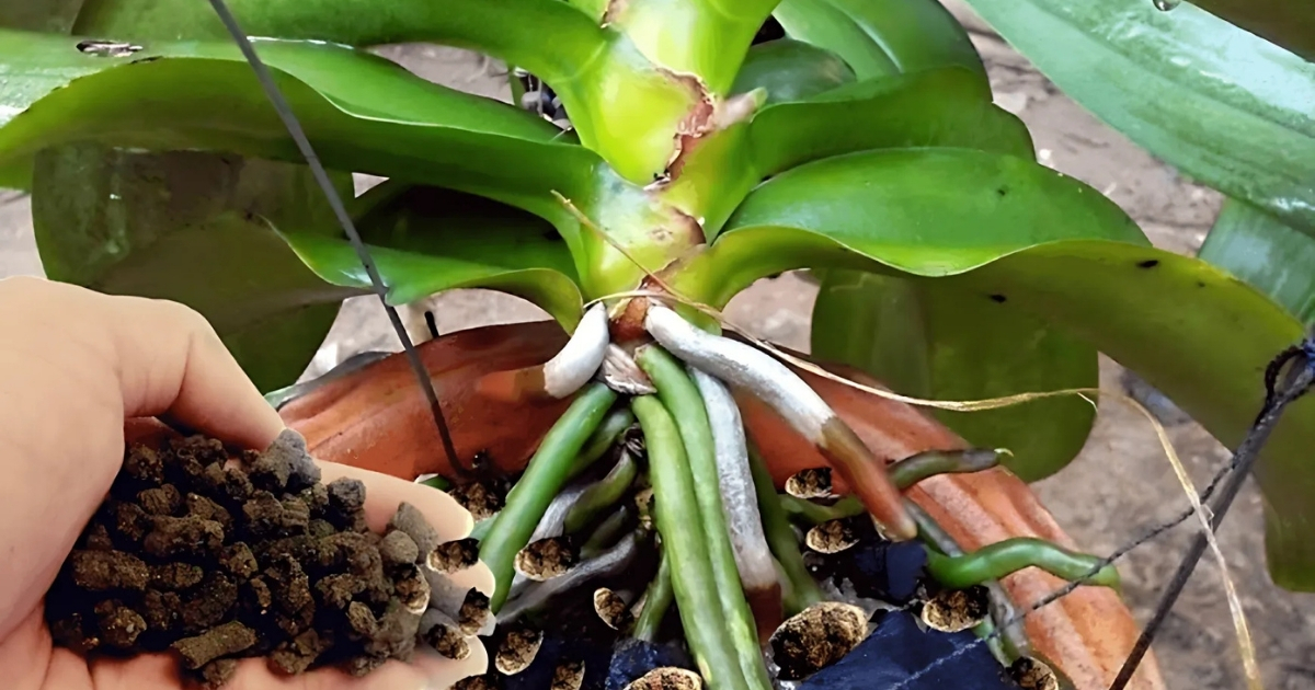 Sử dụng phân dơi để kích thích cây ra nụ