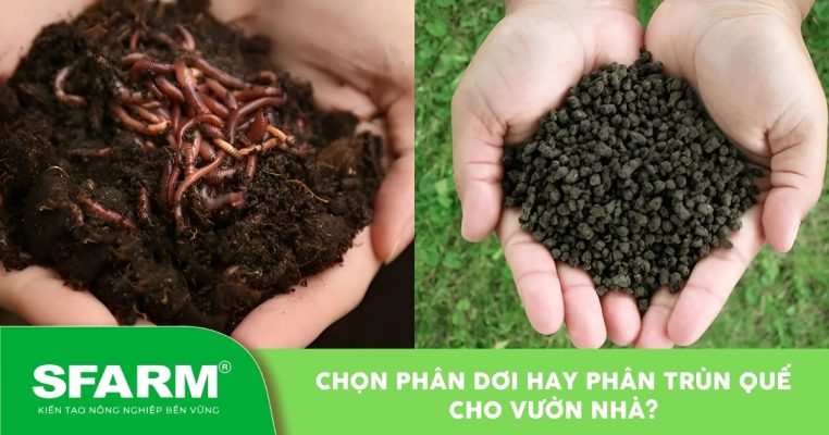 Phân dơi và phân trùn quế viên – hai loại phân hữu cơ phổ biến được ưa chuộng trong làm vườn tại nhà.