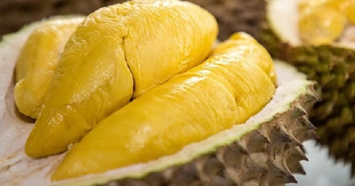 Sầu riêng Ri6 có múi màu vàng rộm đặc trưng Sầu riêng Ri6 có múi màu vàng rộm đặc trưng