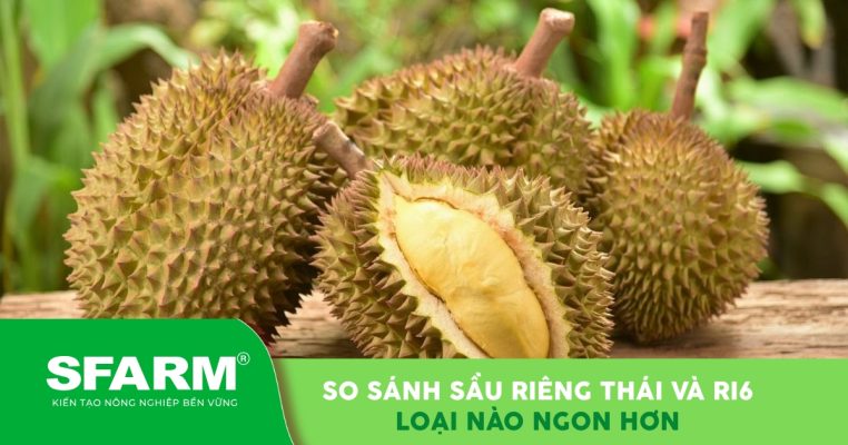 So sánh sầu riêng Thái và Ri6 loại nào ngon hơn