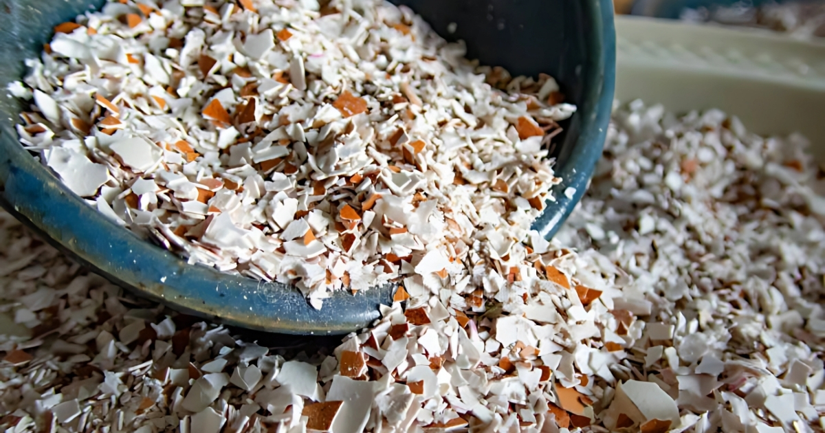 Vỏ trứng gà