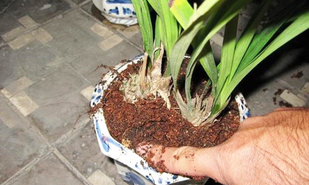 Trồng lan bằng than mùn cưa