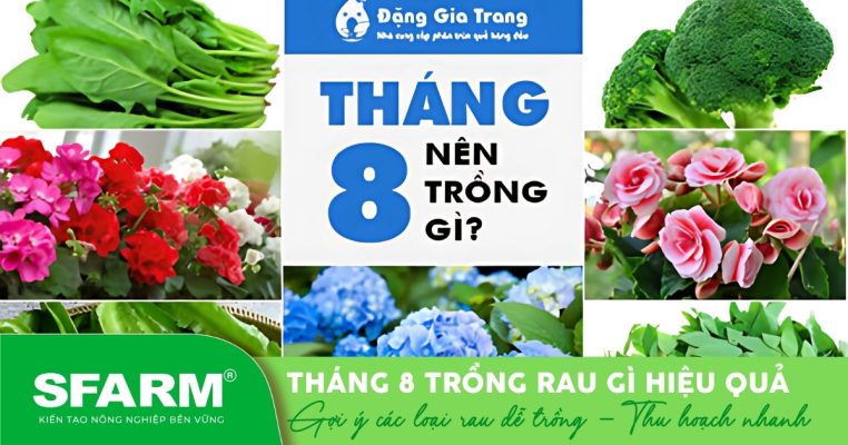 thang 8 trong rau gi goi y rau trong nhanh thu hoach it sau benh hinh dai dien