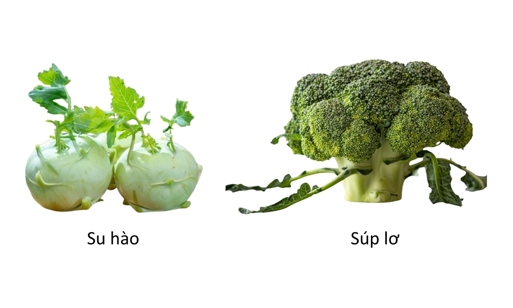 Các loại rau củ