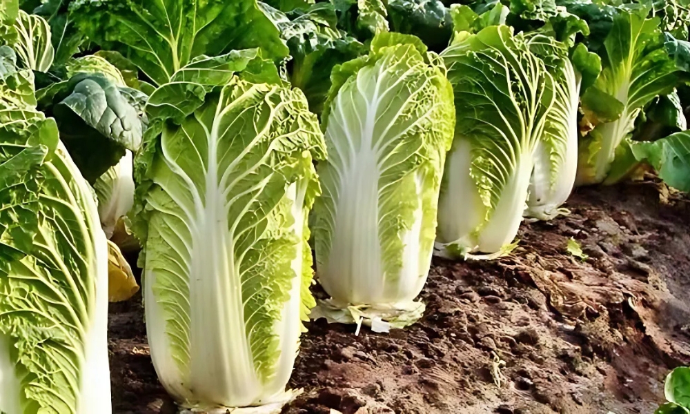 Tháng 8 trồng rau gì ở miền bắc