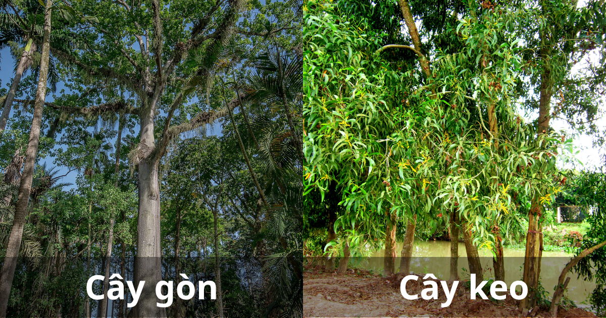 Hình ảnh thực thế cây gòn và cây keo
