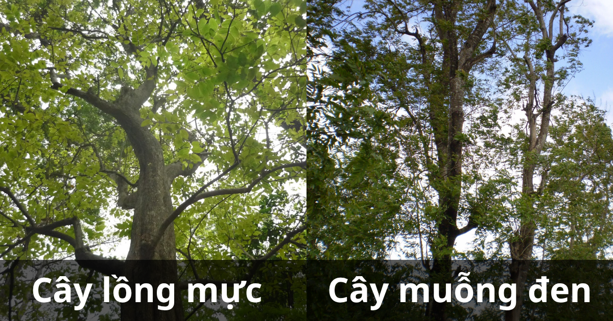Hình ảnh thực tế cây lồng mực và cây muồng đen