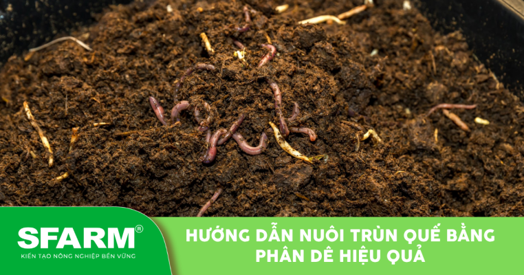 nuôi trùn quế bằng phân dê