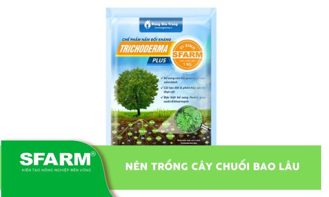 Trichoderma tưới gốc