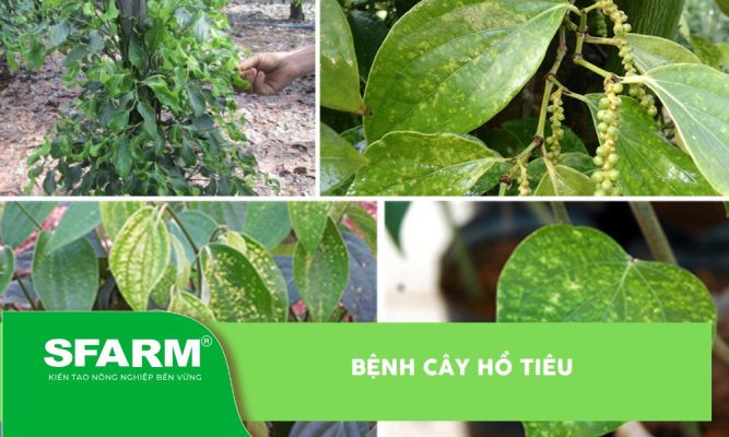Bệnh cây hồ tiêu