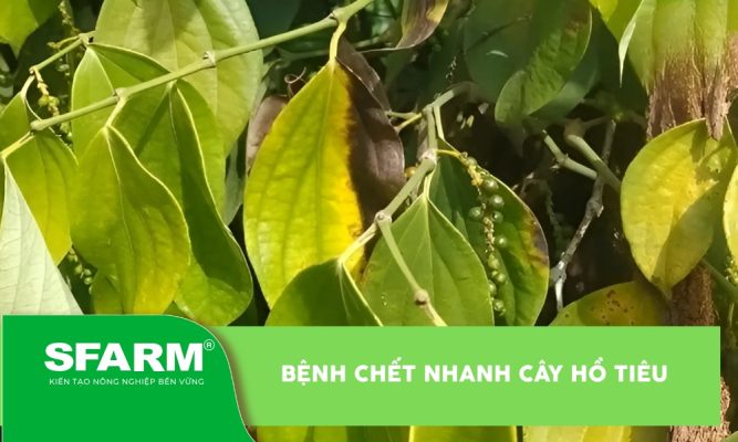 Bệnh chết nhanh cây hồ tiêu