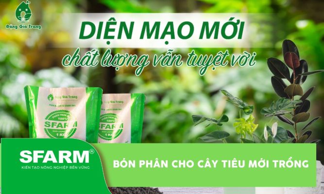 Bón phân cho cây tiêu mới trồng