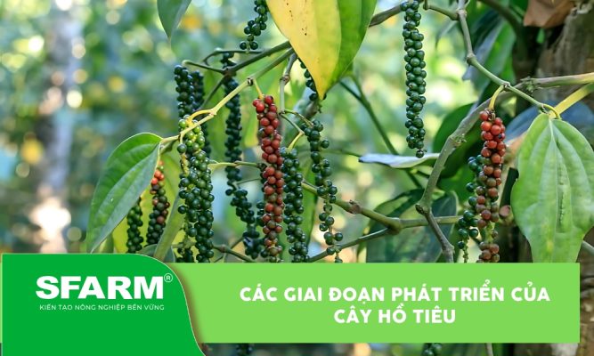 Các giai đoạn phát triển của cây hồ tiêu