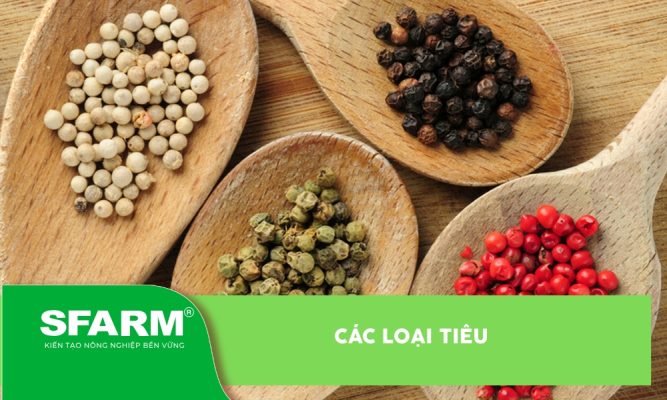 Các loại tiêu