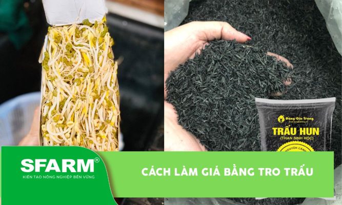 Cách làm giá bằng tro trấu