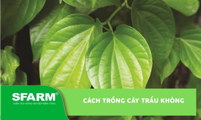Cách trồng cây trầu không