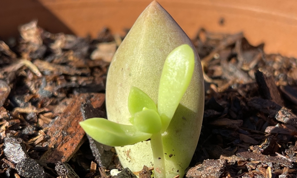 cách trồng sen đá từ lá