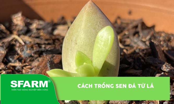 cách trồng sen đá từ lá