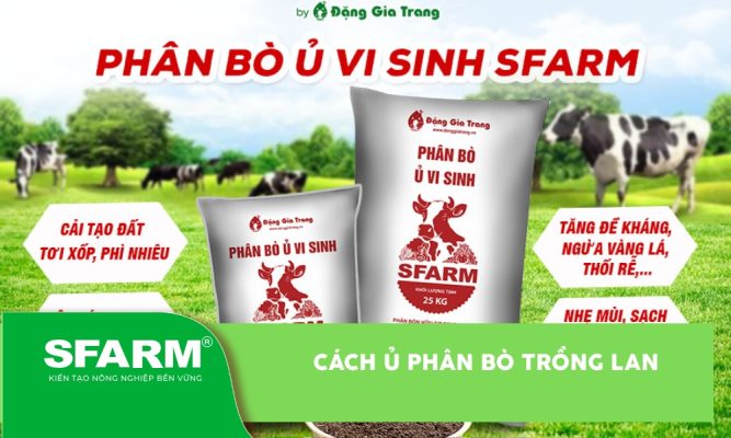 cách ủ phân bò trồng lan