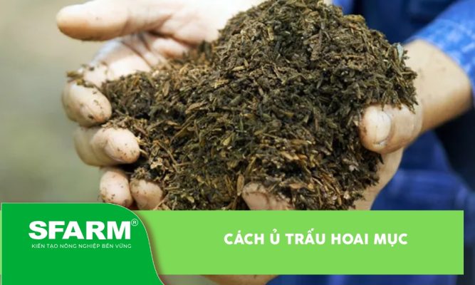Cách ủ trấu hoai mục