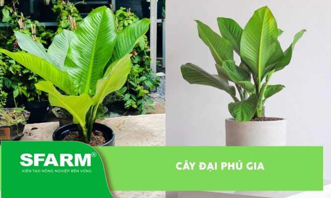 Cây đại phú gia
