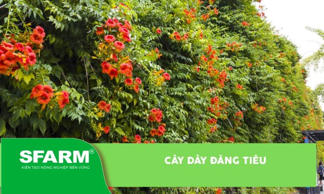 Cây dây đăng tiêu