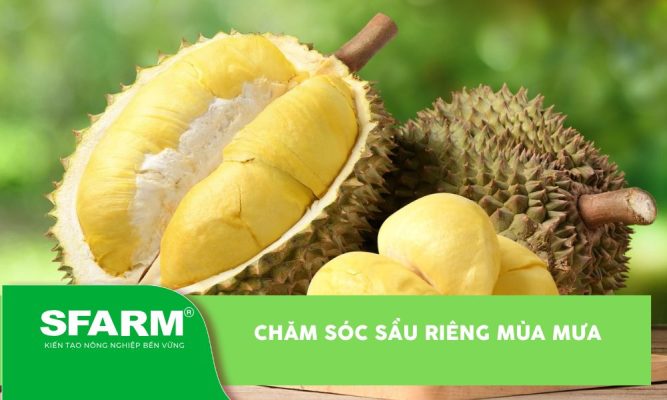 Mưa ngập úng đất trồng sầu riêng
