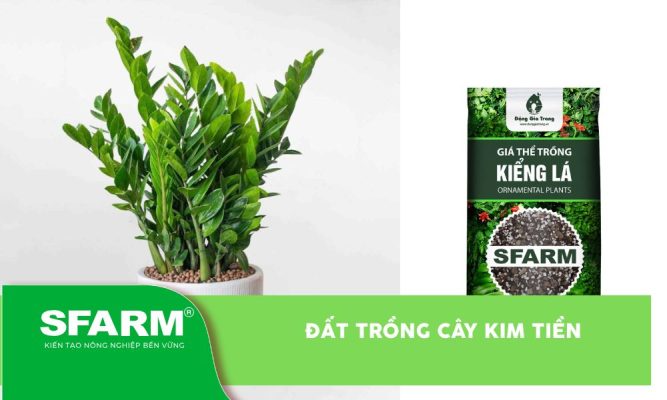 Đất trồng cây kim tiền