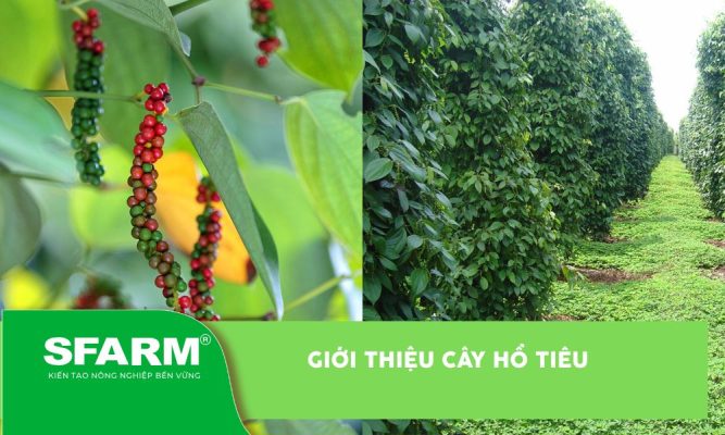 Giới thiệu cây tiêu