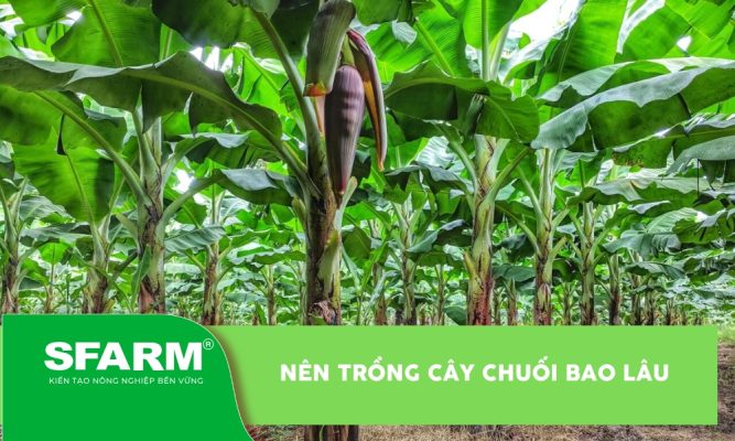 Nên trồng cây chuối bao lâu