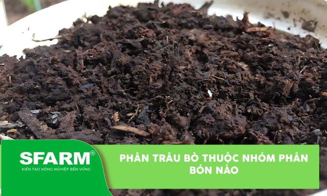 Phân trâu bò thuộc nhóm phân loại nào