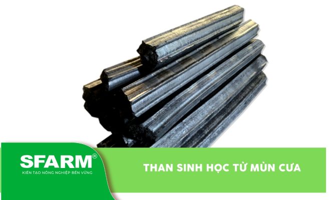 Than sinh học từ mùn cưa