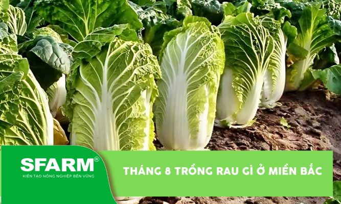 Tháng 8 trồng rau gì ở miền bắc
