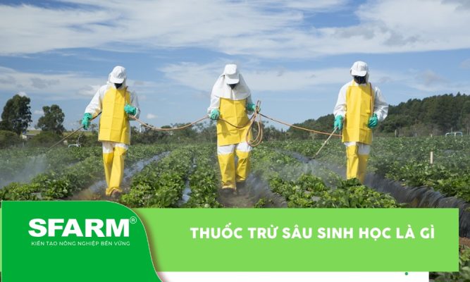 Thuốc trừ sâu sinh học là gì
