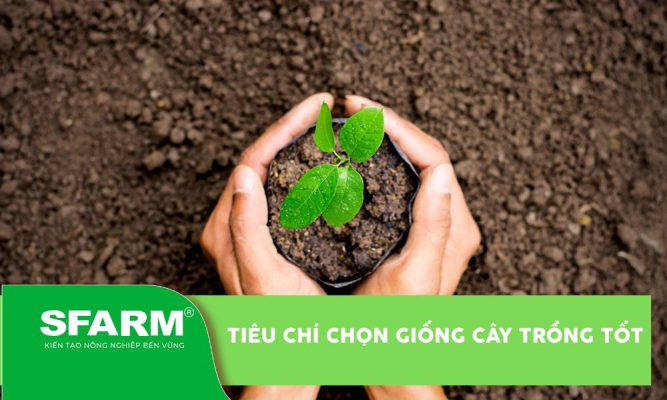 Tiêu chí chọn giống cây trồng tốt