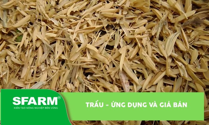 Trấu