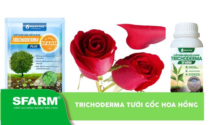 Trichoderma tưới gốc hoa hồng