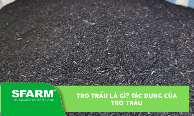 Tro trấu