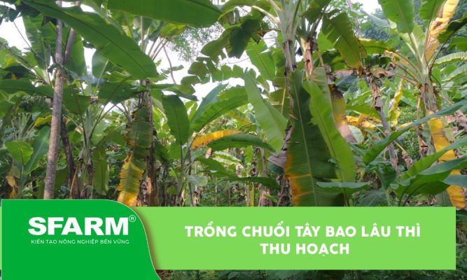 Trồng cây chuối bao lâu thì thu hoạch