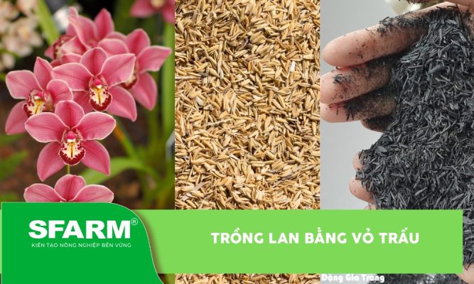 Trồng lan bằng vỏ trấu
