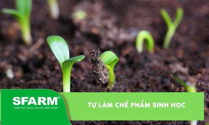 Tự làm chế phẩm sinh học
