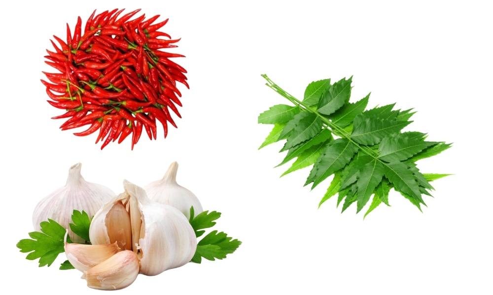 thành phần: ớt, tỏi, lá neem