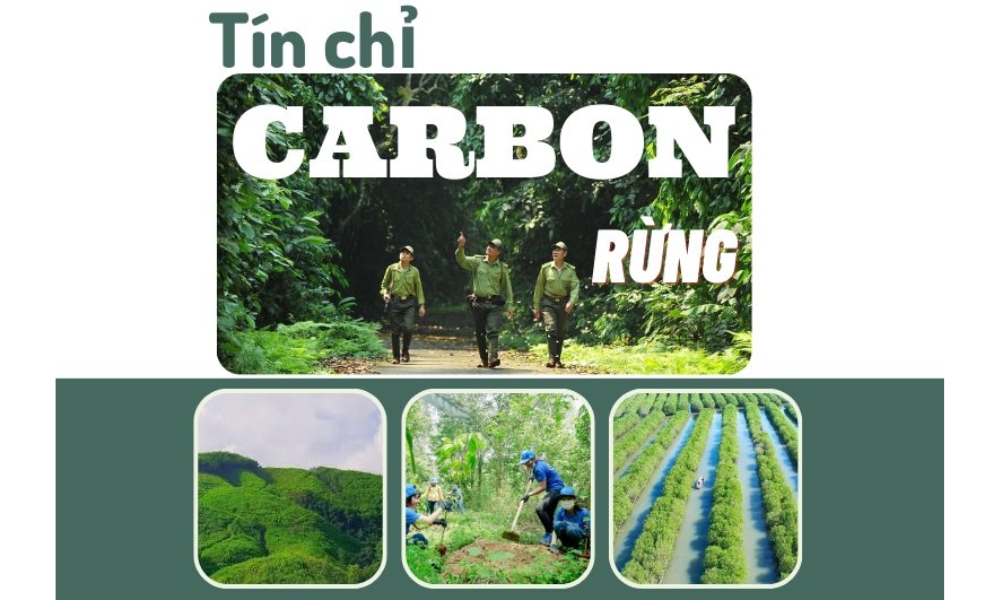 Tín chỉ Carbon rừng